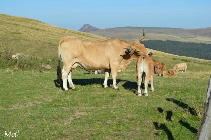 150826_croix_morand_vaches