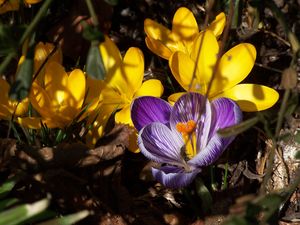 crocus