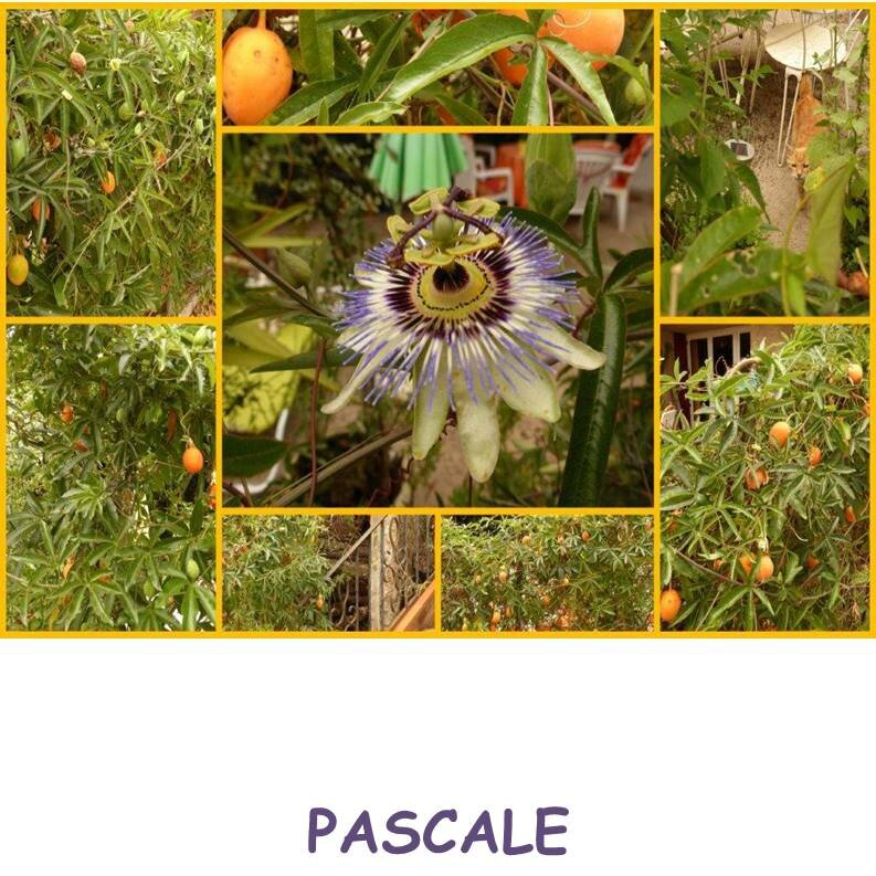 PASCALE