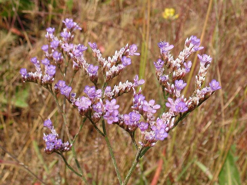 limonium2