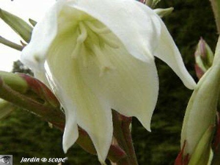 Yucca_filamentosa