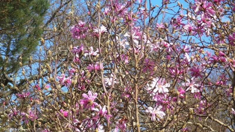 Magnolia étoilé 2602162