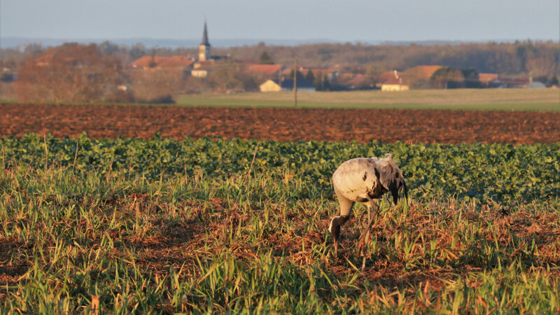 IMG_2011 - Copie