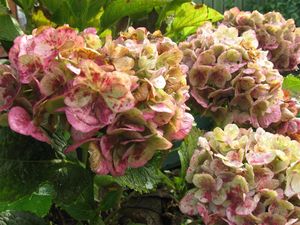 hortensia_automne_004__Medium_