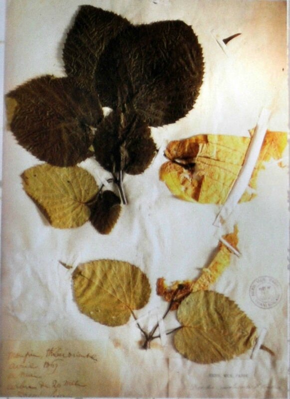 Herbier arbre aux mouchoirs
