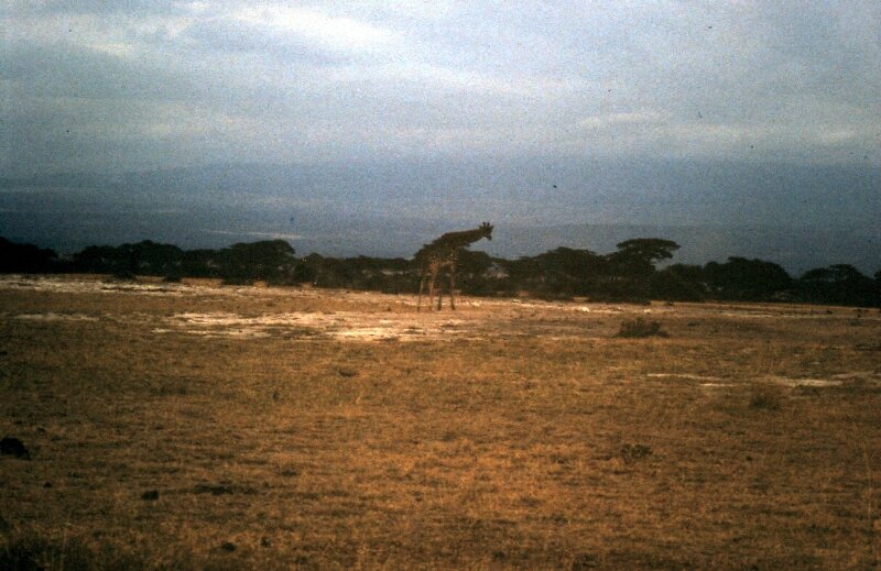 amboseli girafe c