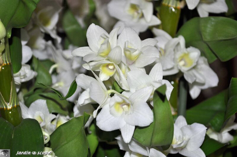 Cattleya