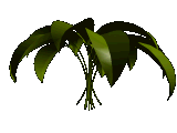 plantes_feuilles_1_1_