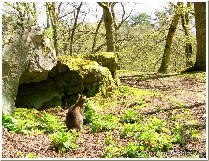 wallabies de la forêt de Rambouillet (7)