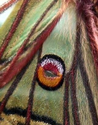 papillon_isabelle_d_tail