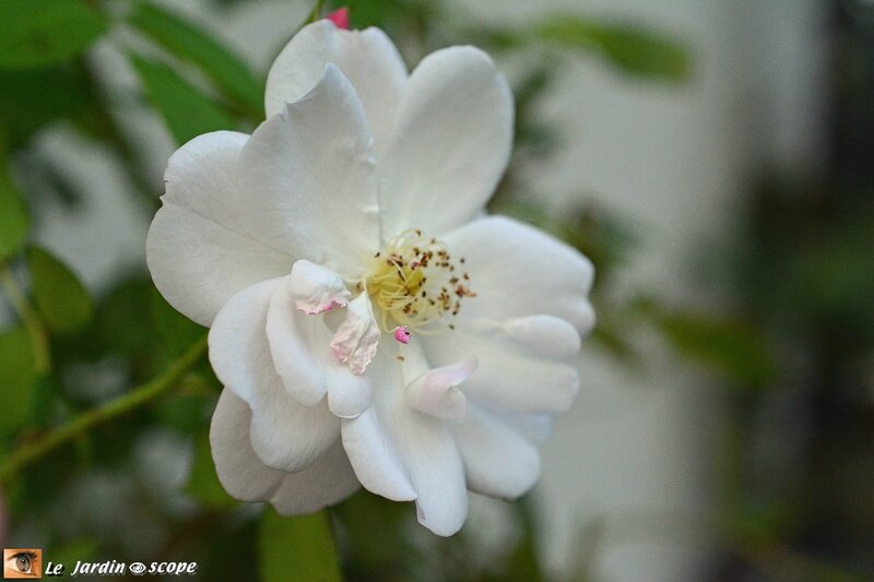 Rose-sourire-orchidée