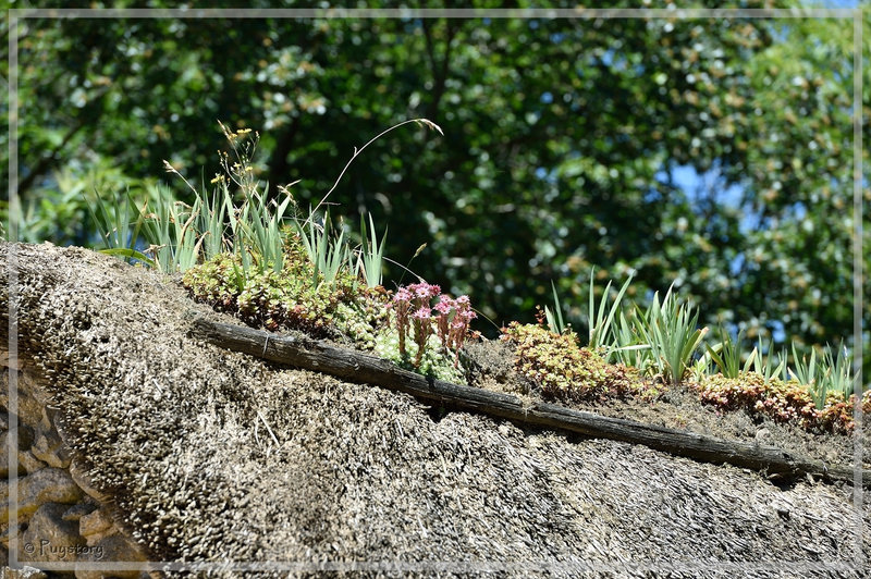 PUY_5015