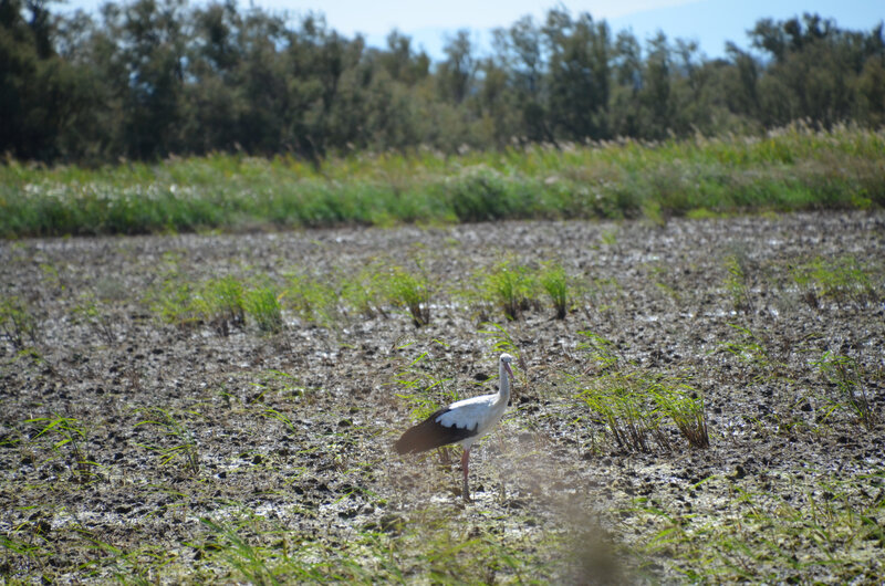 cigogne2