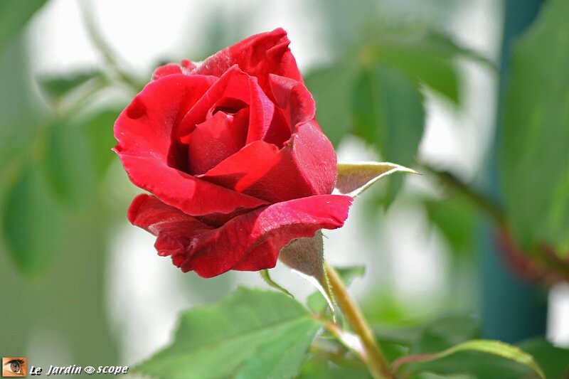 Red-Parfum-2