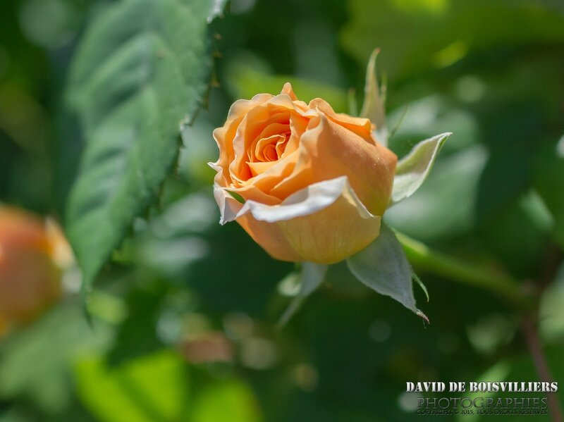 Mignonne, allons voir si la rose ...