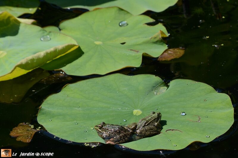 PAT_0154-Grenouilles-et-nymphéa
