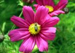 IMG_4330 - Copie