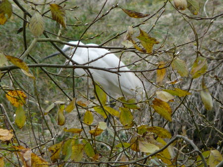 Parc_du_Marquenterre_09_nov_2008