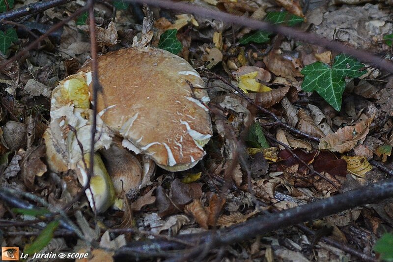 Cèpe de Bordeaux • Boletus edulis