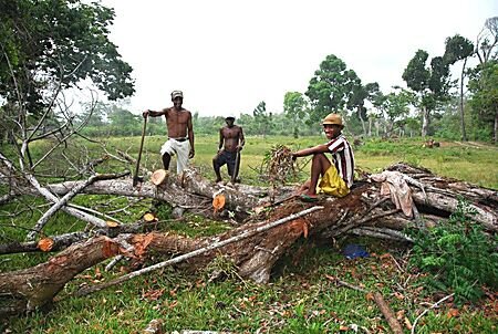 coupe_du_bois_arbre_tombe_suite_cyclone_yvan