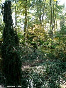 7386_taille_en_nuage