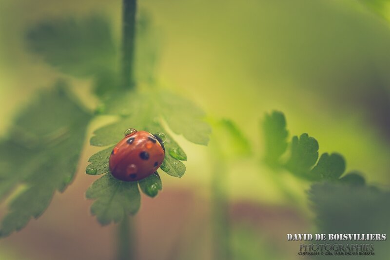 Coccinelle à 7 points (Coccinella septem-punctata)