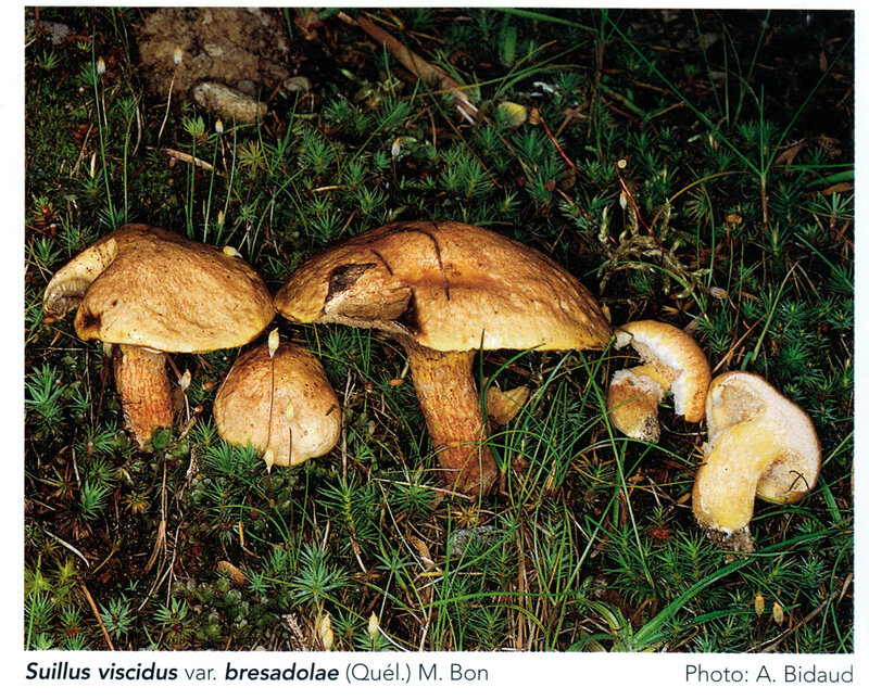 Suillus bresadolae_FMDS 147 32