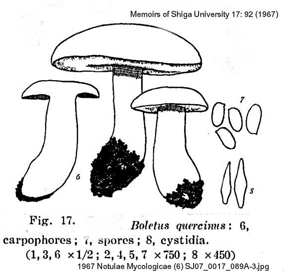 1967 Notulae Mycologicae (6) SJ07_0017_089A-3