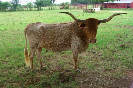 Longhorn7