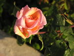 Roses_Maison_001