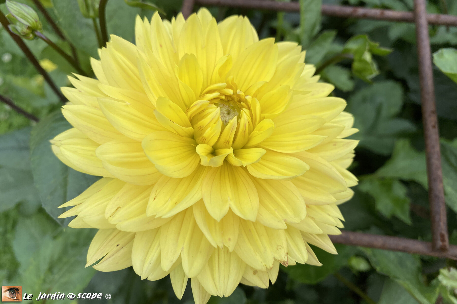 Dahlia-Chamade