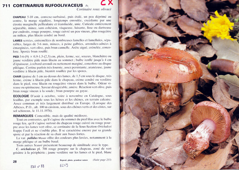 Cortinarius rufoolivaceus (Marchand 711)