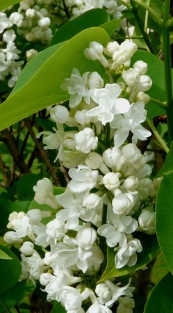 Lilas blanc (2)