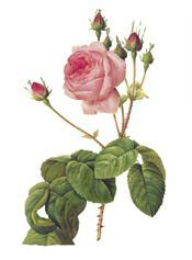 008-Cabbage-Rose-Bullata
