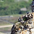 Monticole bleu, Monticola solitarius
