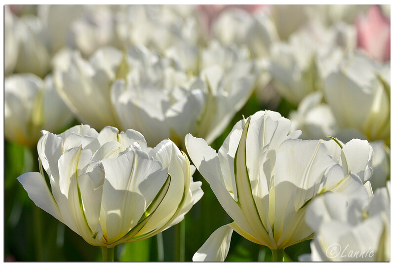 Parc_floral_tulipe_blanche