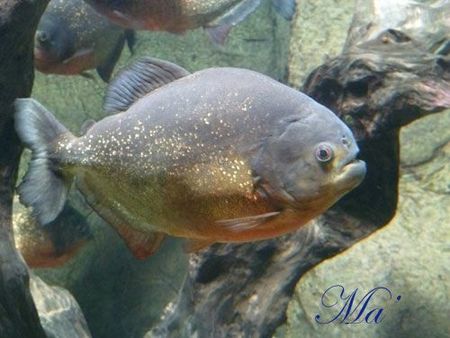 piranha_110818