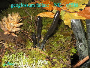 geoglossum_fallax_n_586