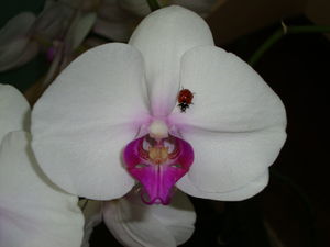 orchid_e__3_