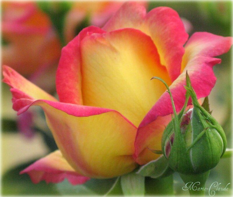 rose rose jaune