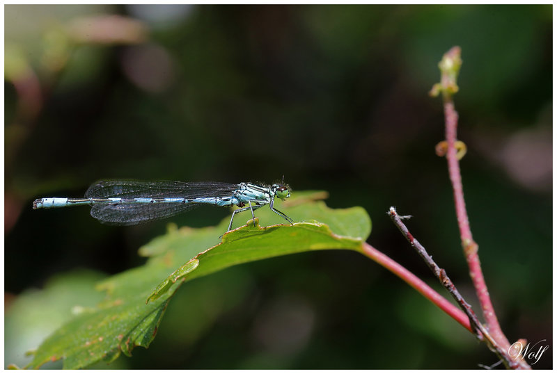 agrion-haste-23-05