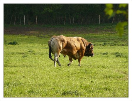 prairie_Chambon_taureau_0407