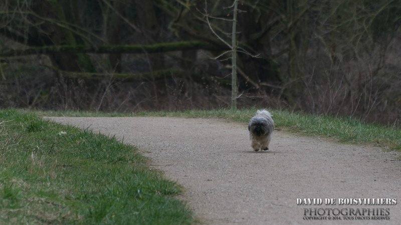 Le chien volant