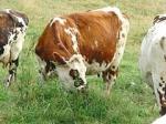 240px-Vache_normande_blonde