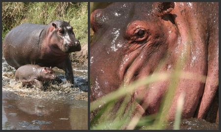 hippo_collage