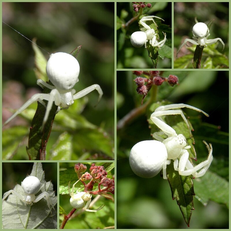 araignée blanche