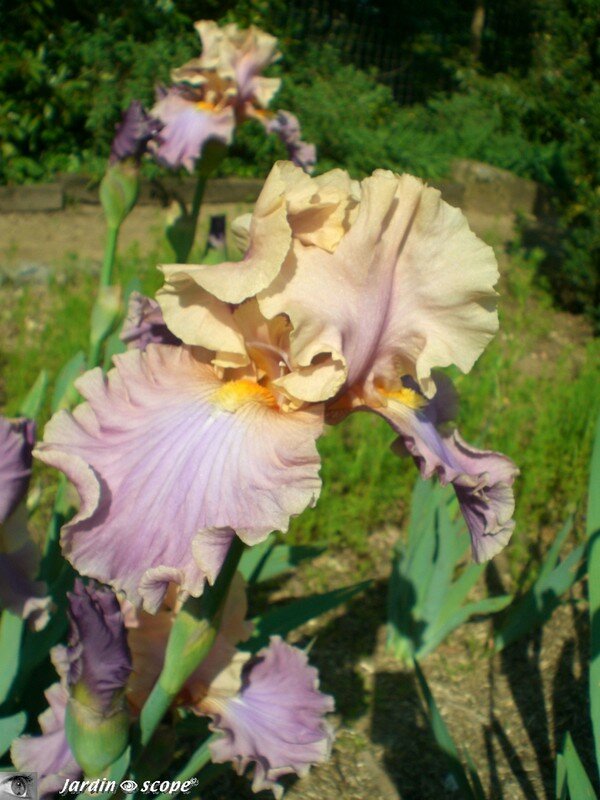 Iris