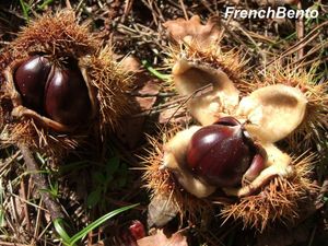 chestnuts_2