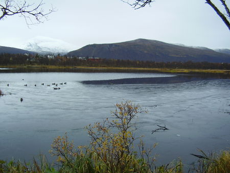 09_10_08_Prestvannet_gel___canards_et_chat___2_