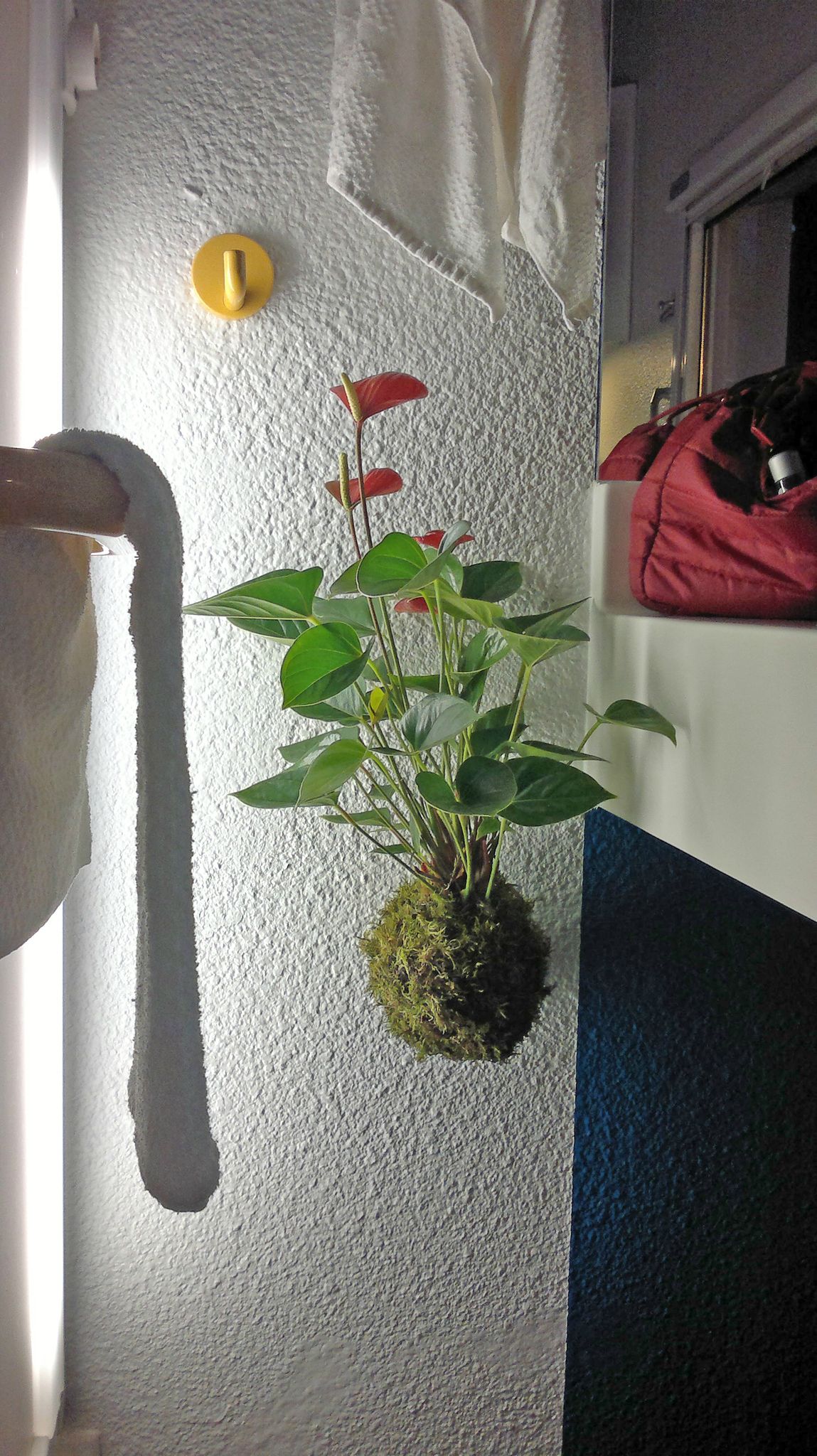 Un anthurium en deco de salle de bain - 23 euros
